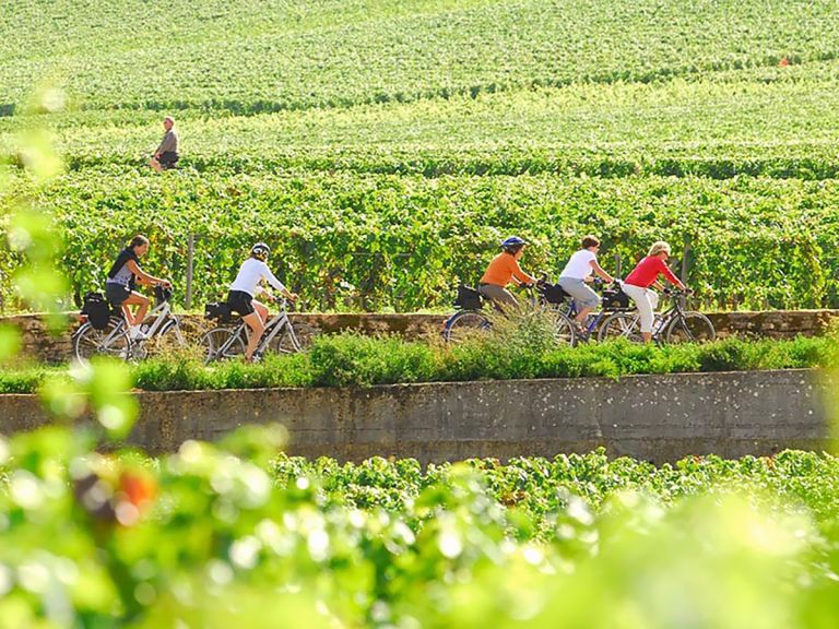 Ciclisti tra i filari di vigneti nella campagna della Borgogna, Francia.