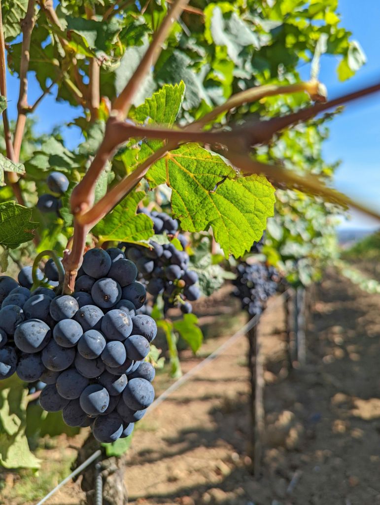 Grappolo d’uva nera matura in una vigna della Garonna, con cielo azzurro sullo sfondo.