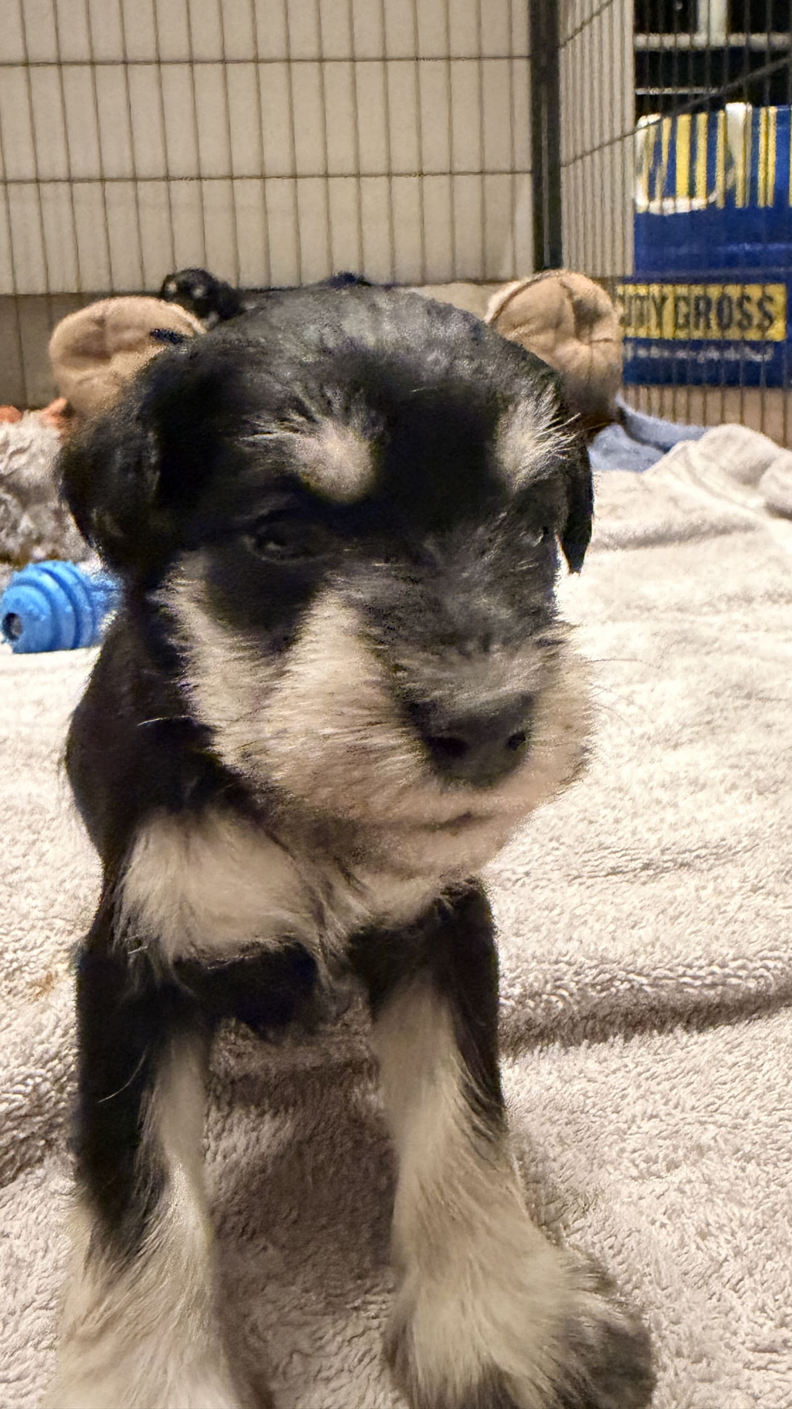 Miniature Schnauzer · 2025-11-30 · Täby · fobecos