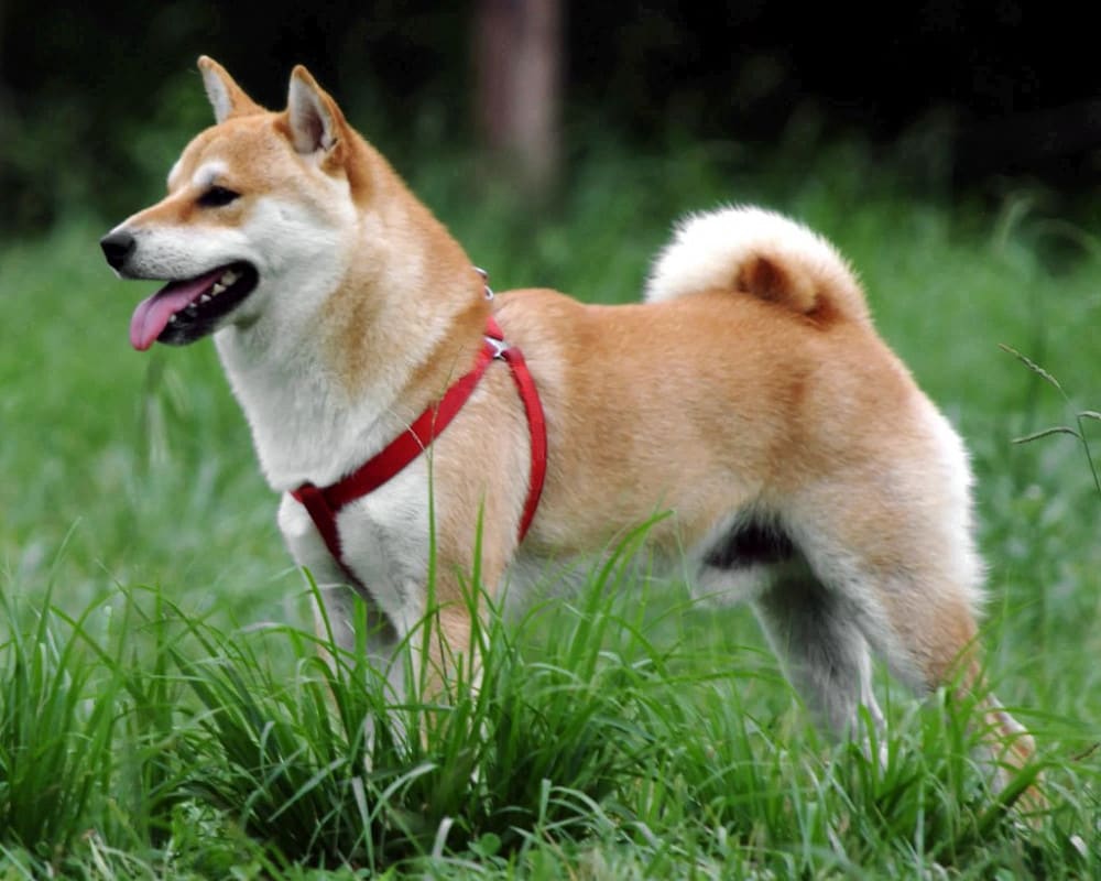Shiba Inu vs Miniature Bull Terrier | Get a Pet