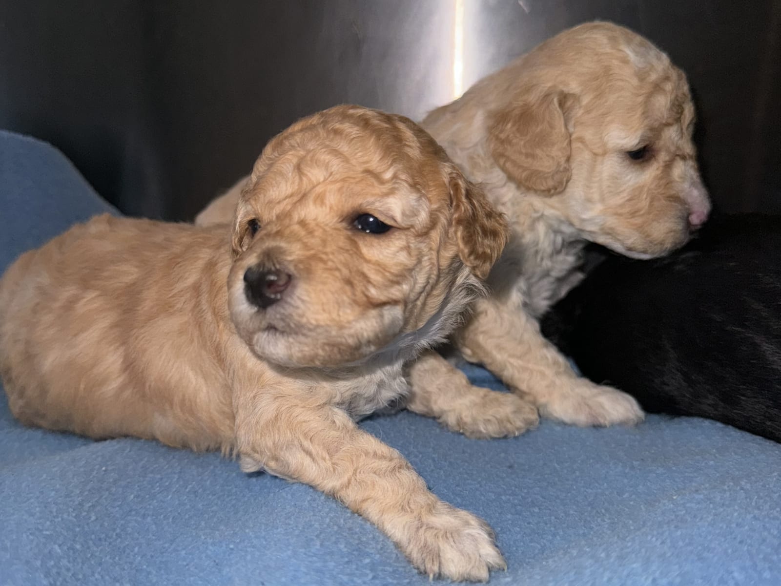 Miniature Poodle · 2025-11-02 · Blentarp · Hagalunds Gård