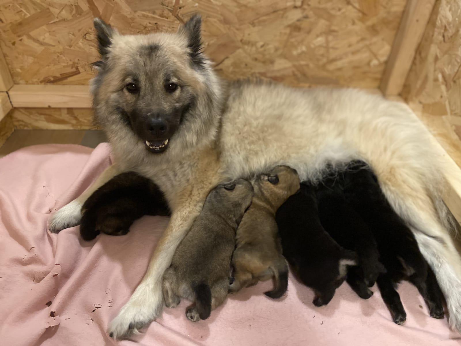 Eurasier · 2025-12-25 · Hörby · Rebecka H.