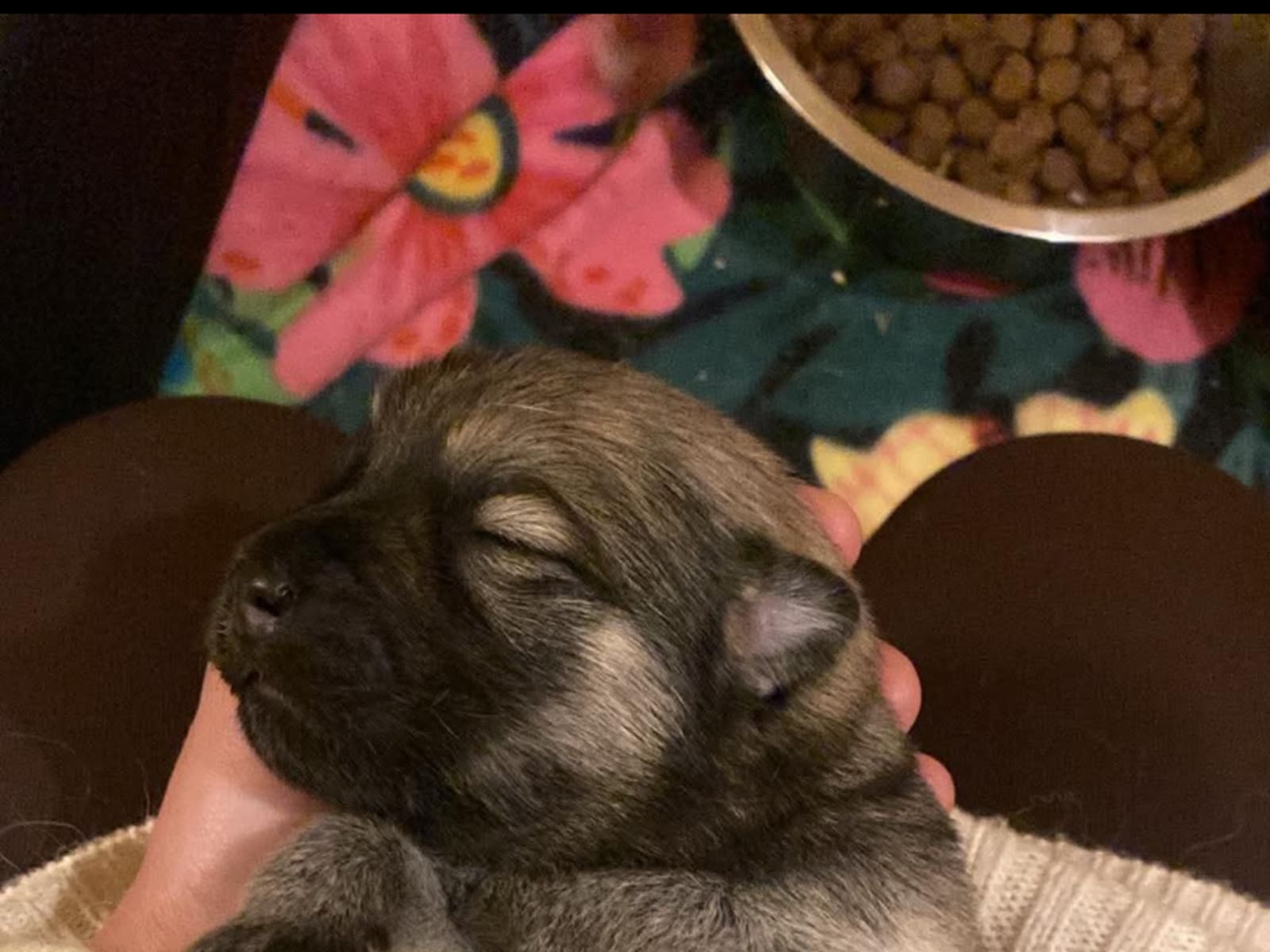 Eurasier · 2025-12-25 · Hörby · Rebecka H.