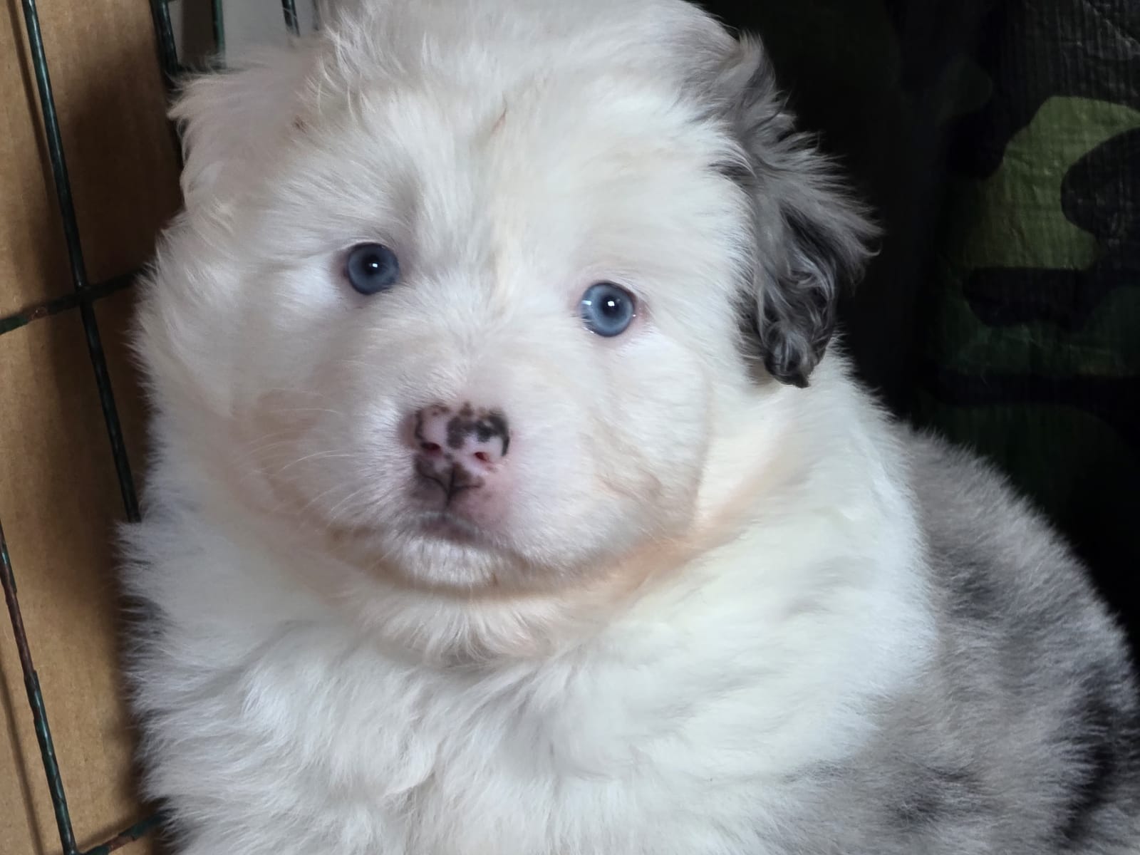 Miniature American Shepherd · 2025-12-02 · Fårö · Kennel Fårö Shepherd