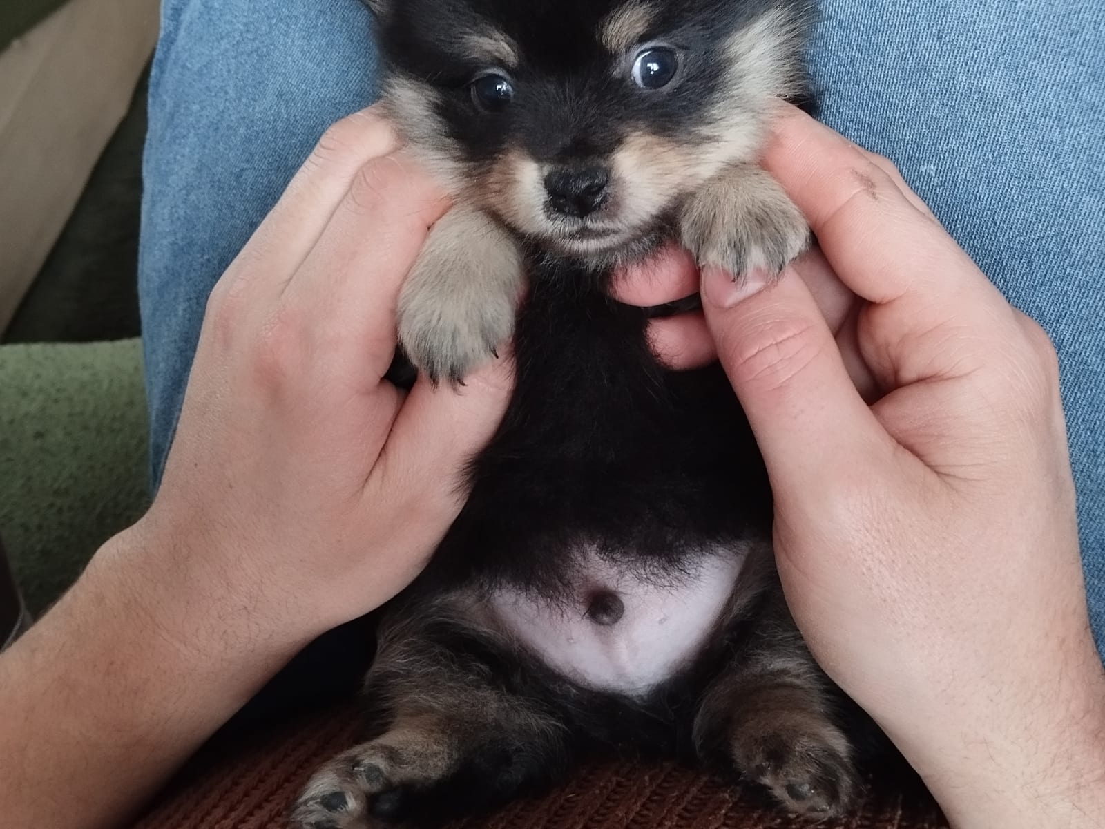 Tysk Mittelspitz · 2025-11-24 · Tierp · Rusthagens