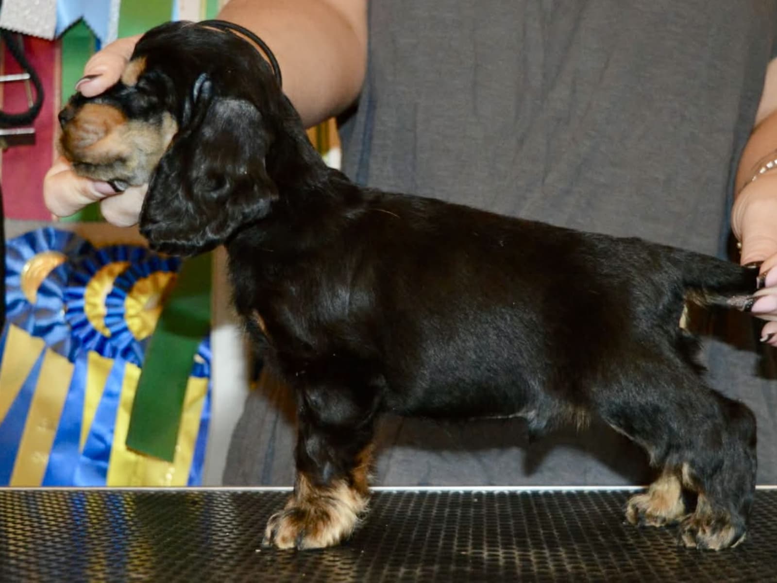 Cocker Spaniel · 2025-11-16 · Boxholm · Coxica’s kennel
