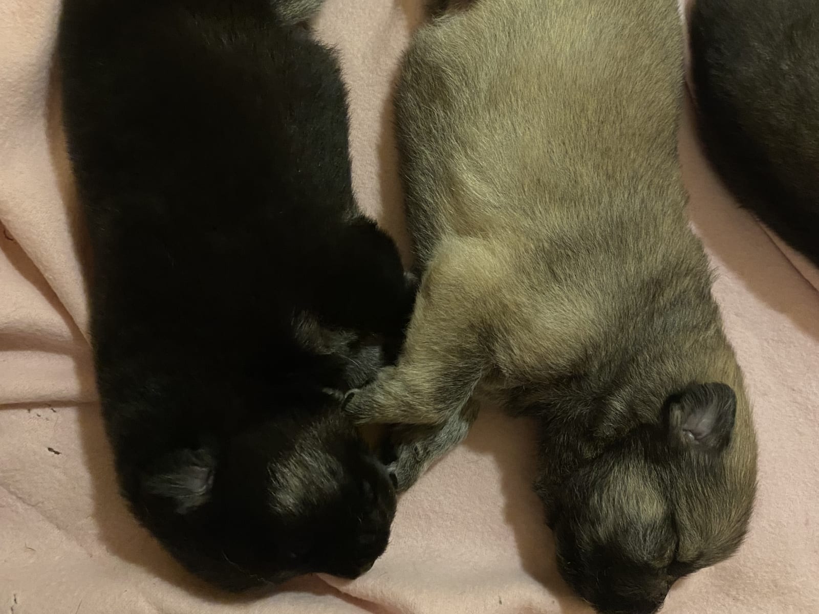 Eurasier · 2025-12-25 · Hörby · Rebecka H.