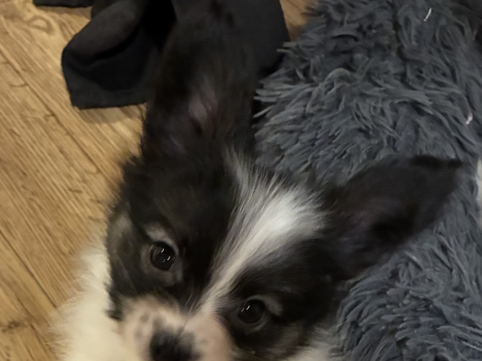 Papillon · 2025-11-10 · Säffle · SKÖRPESKALETS