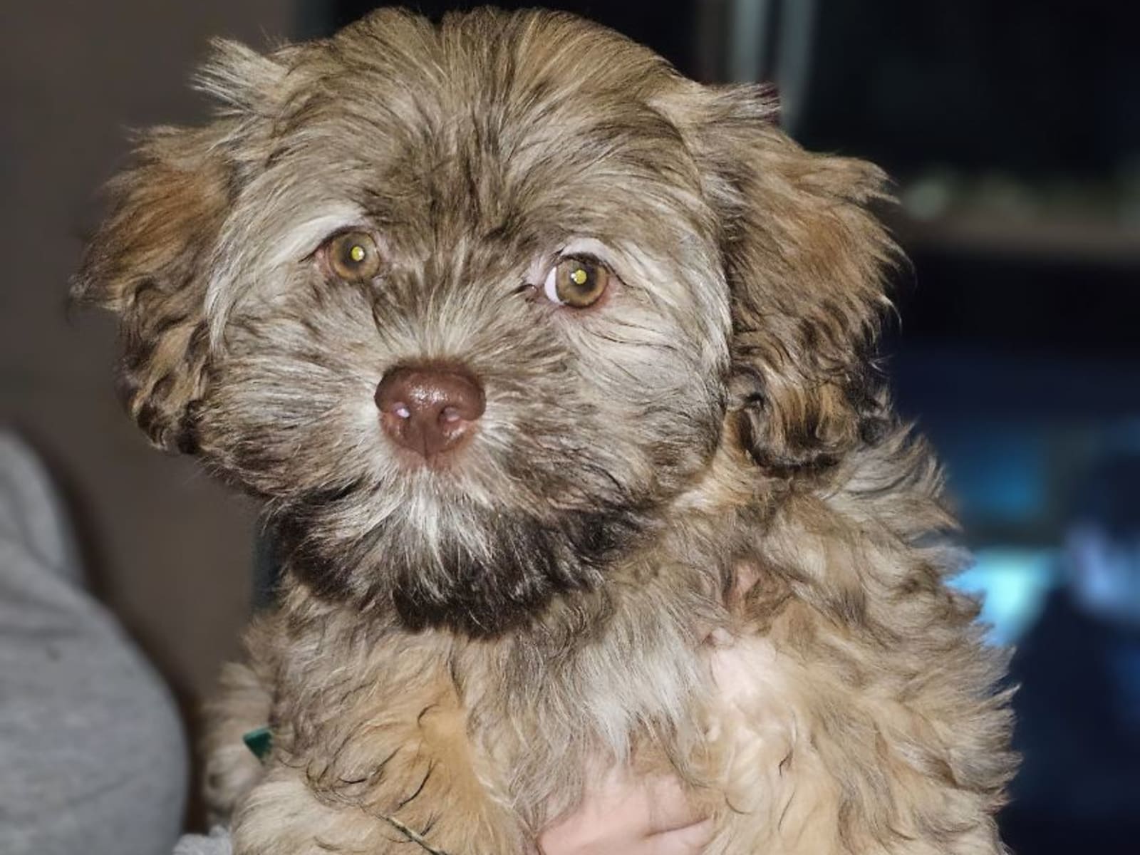 Havanese · 2025-10-03 · Trosa · Sari M.