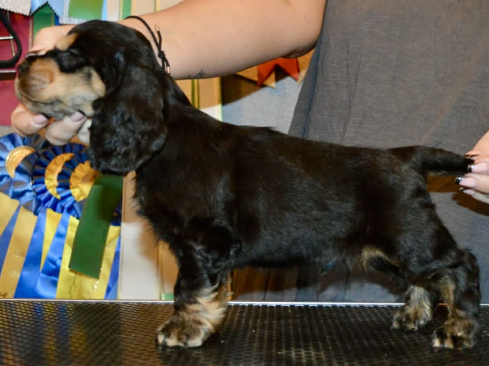 Cocker Spaniel · 2025-11-16 · Boxholm · Coxica’s kennel