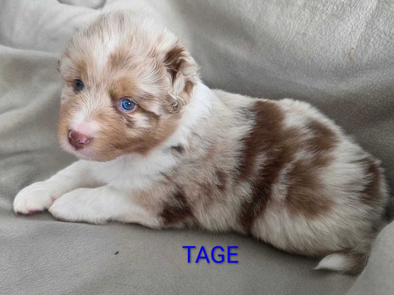 Miniature American Shepherd · 2025-12-02 · Fårö · Kennel Fårö Shepherd