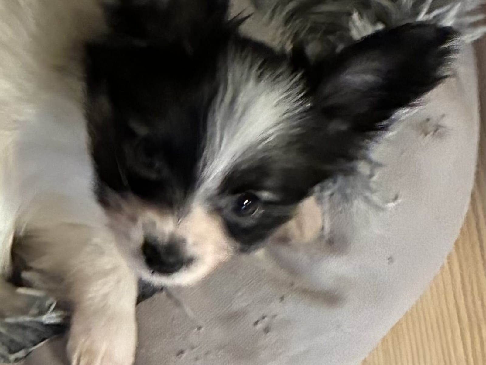 Papillon · 2025-11-10 · Säffle · SKÖRPESKALETS