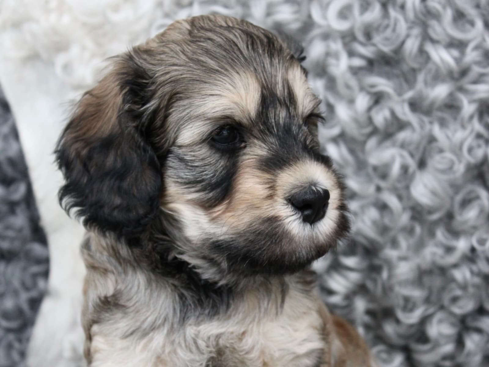 Labradoodle · 2025-11-29 · Bankeryd · Backamos Labradoodle