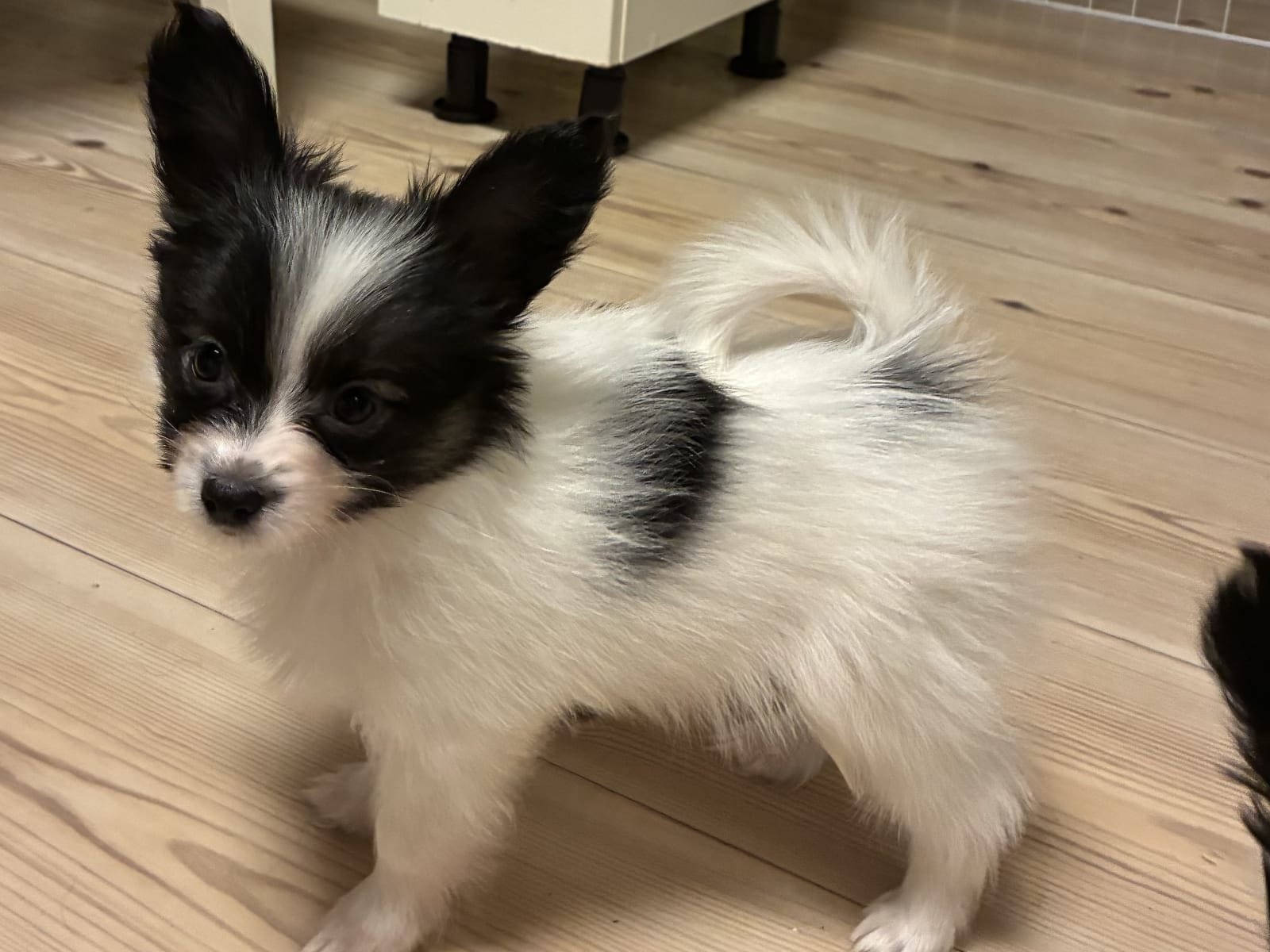 Papillon · 2025-11-10 · Säffle · SKÖRPESKALETS