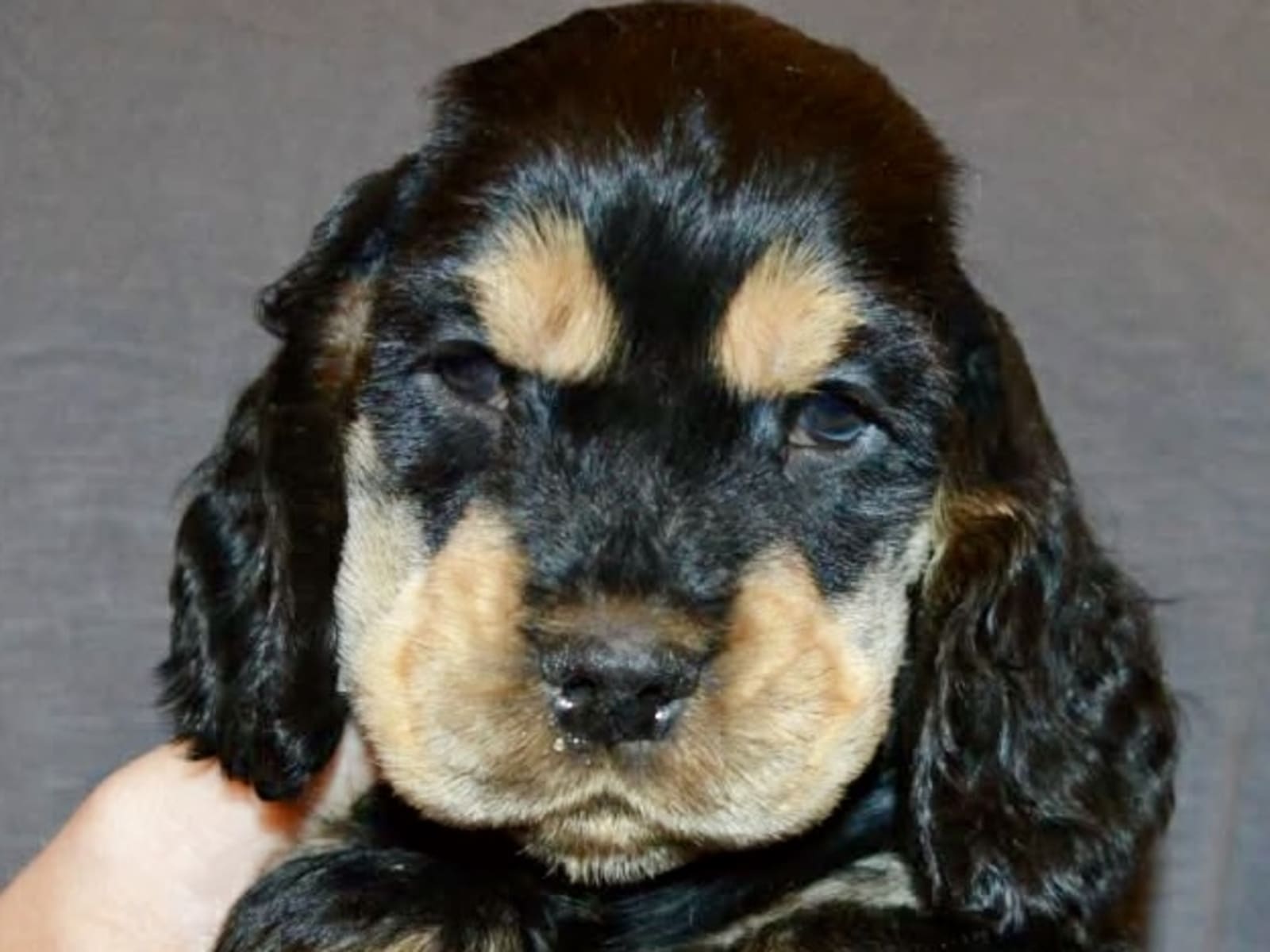 Cocker Spaniel · 2025-11-16 · Boxholm · Coxica’s kennel