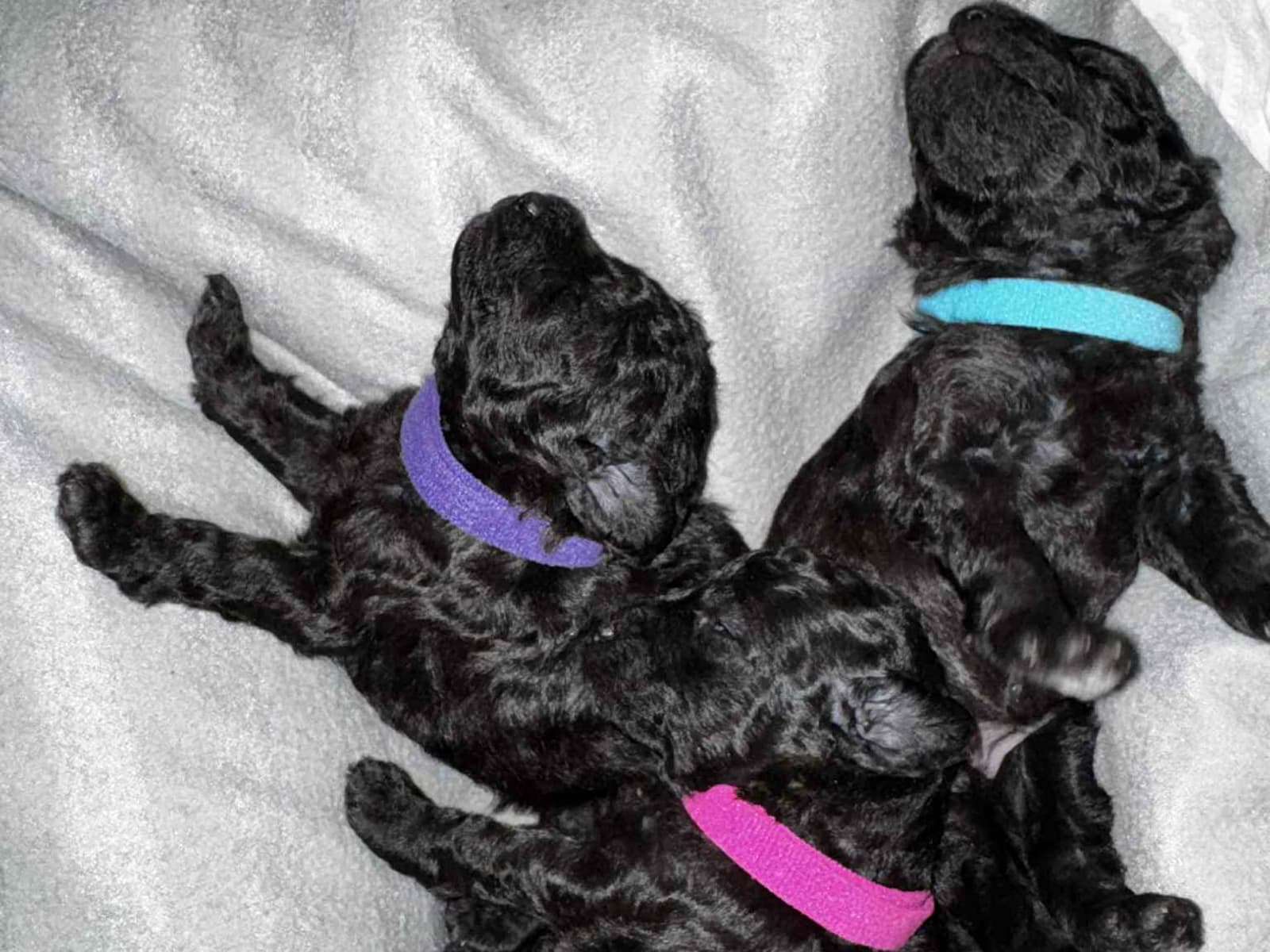 Miniature Poodle · 2025-12-15 · Broby · A’Liewehrs