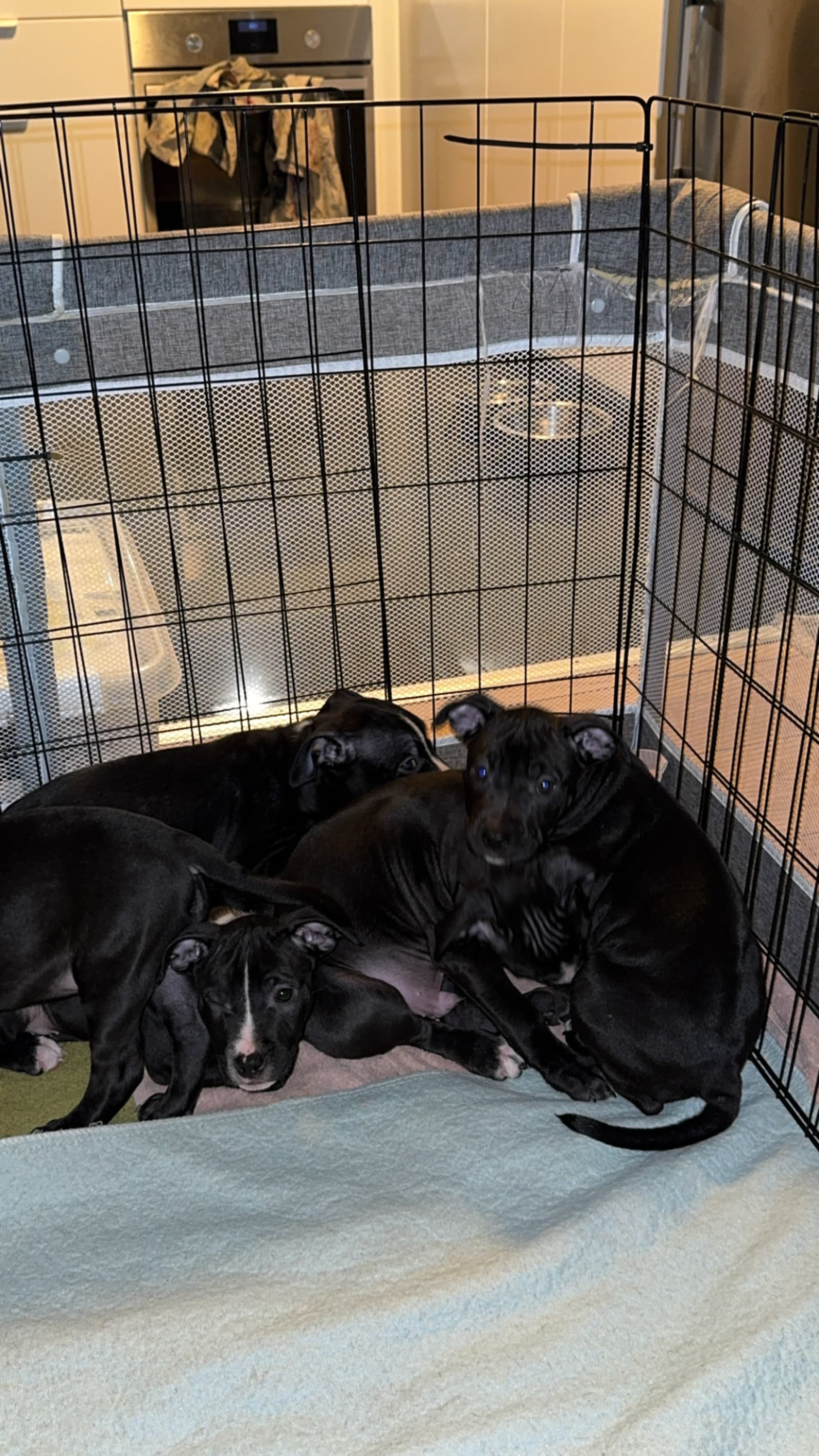 Amstaff bully pitbull · 2025-11-03 · Åtvidaberg · Kajsa W.