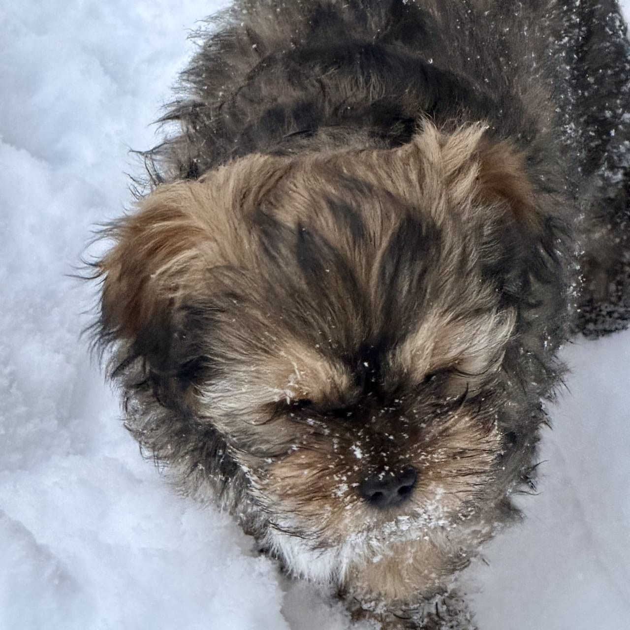 Shih tzu/Lhasa apso