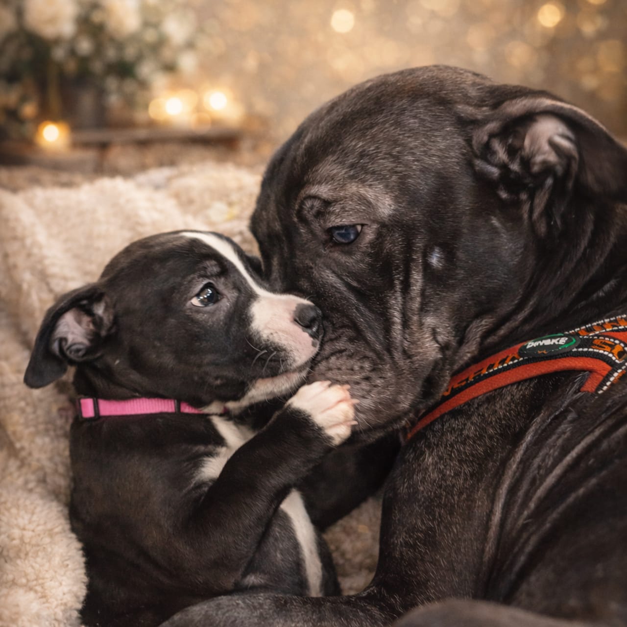 Amstaff bully pitbull