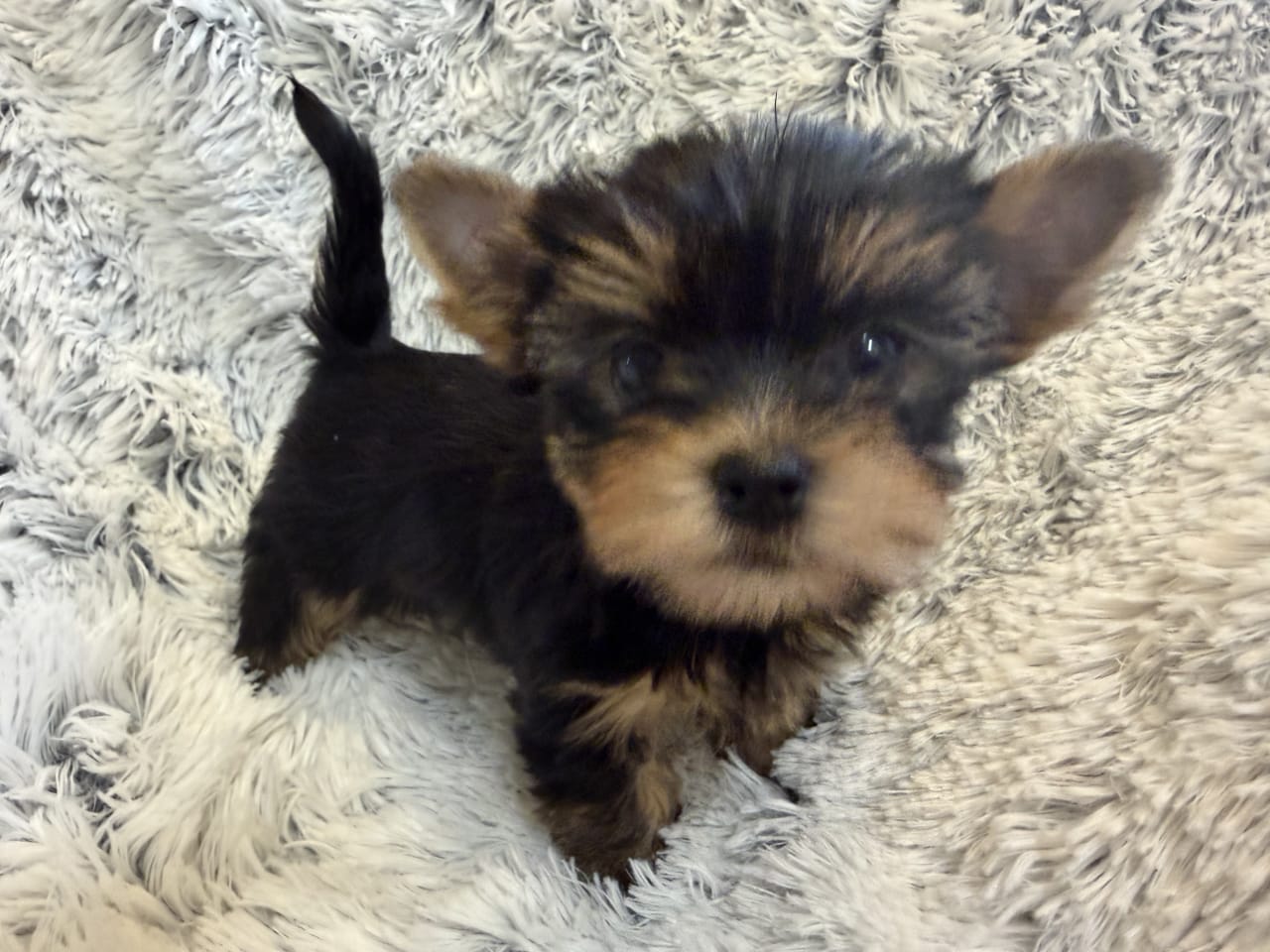Yorkshireterrier