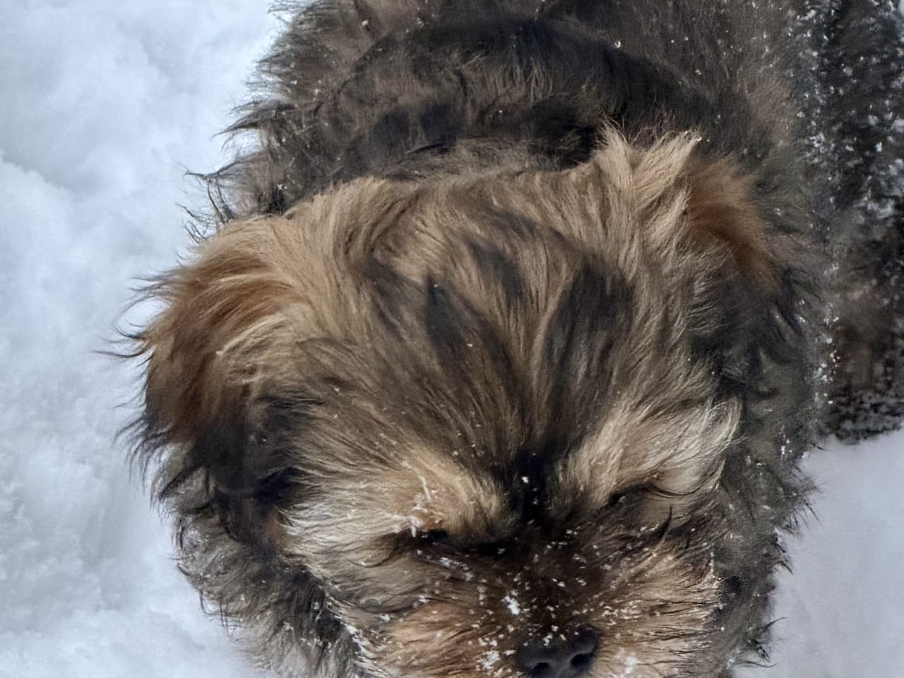 Shih tzu/Lhasa apso · 2025-11-05 · Vikbolandet · Gabriella E.