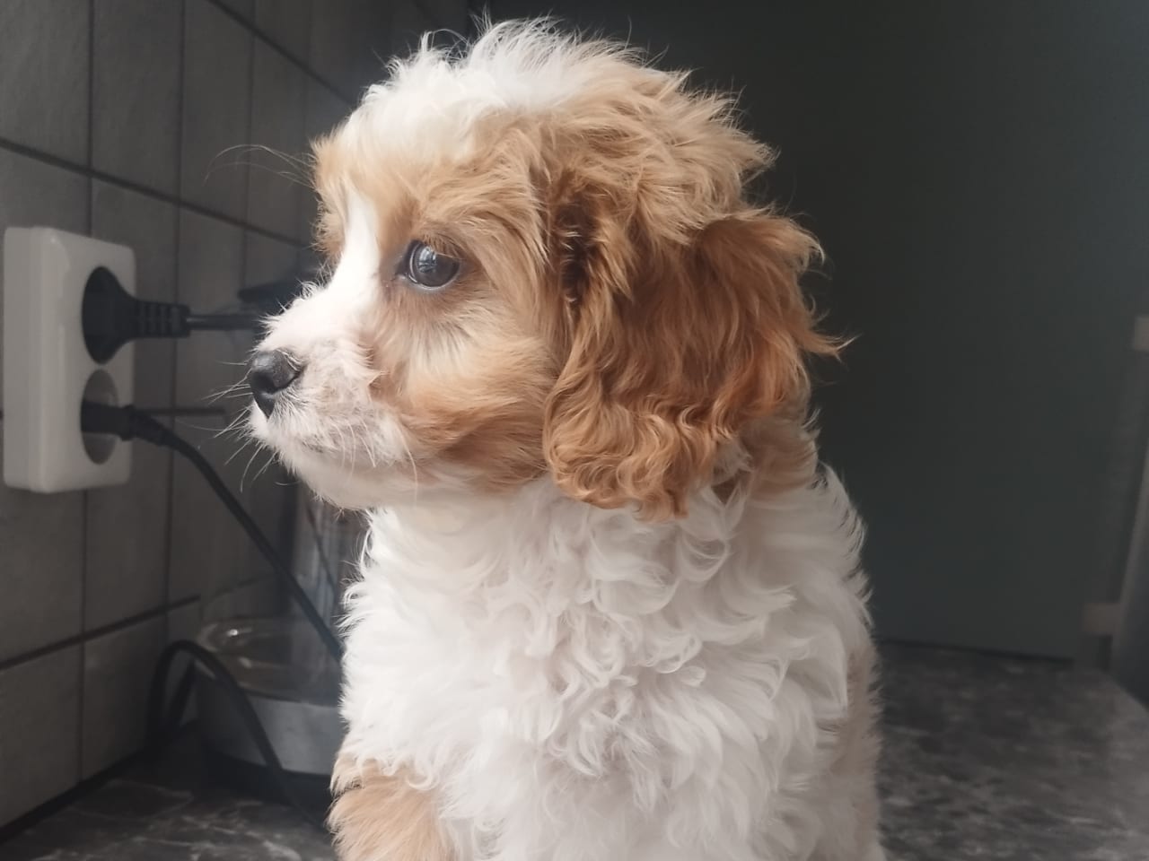 Cavapoo · 2025-11-07 · Hjortkvarn · Tanja N.