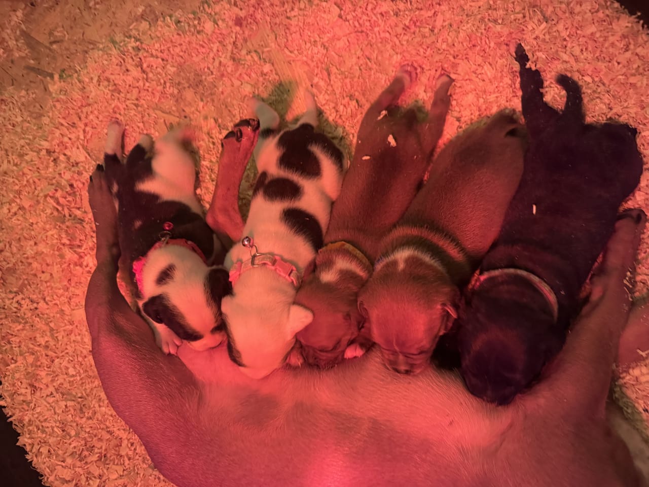 Staffordshire bullterrier