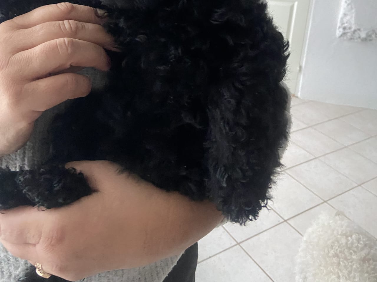 Labradoodle · 2025-11-08 · Sölvesborg · Asta O.