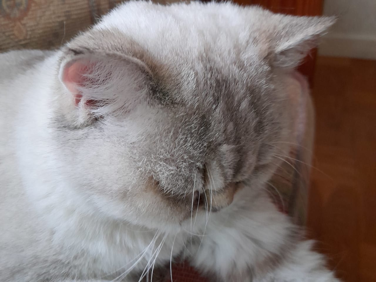 Brittiskt långhår · 2026-01-13 · Falköping · Monica K.