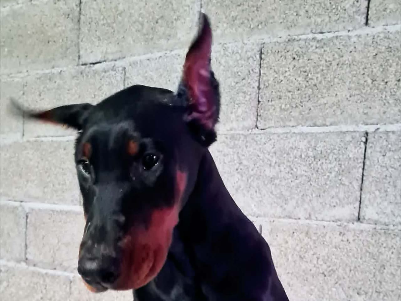 Dobermann · 2025-08-14 · Linköping · Kennel ristic