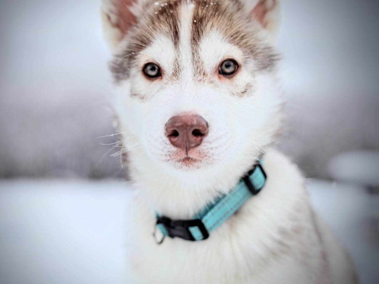 Siberian husky
