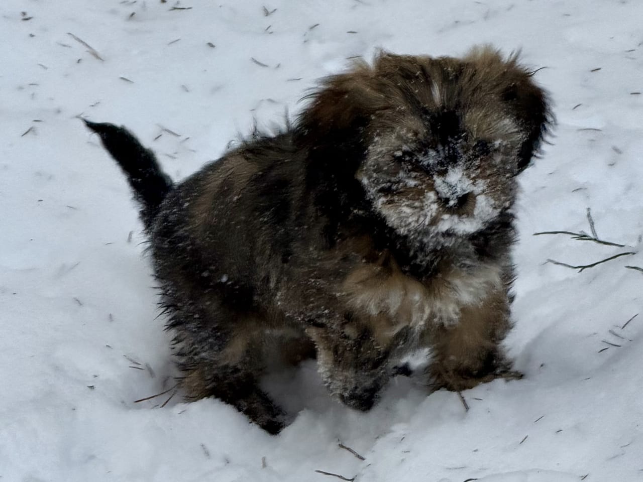 Shih tzu/Lhasa apso · 2025-11-05 · Vikbolandet · Gabriella E.
