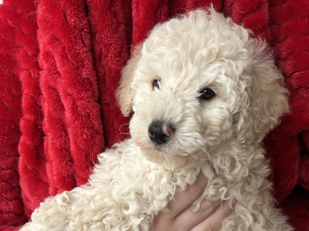 Pudel, dvärg · 2025-11-16 · Vällingby · THs Tassar