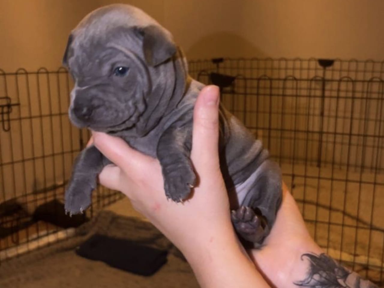 Thai ridgeback dog · 2025-12-20 · Bara · Jonas W.