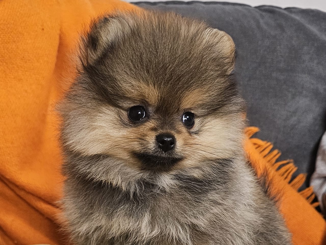 Pomeranian · 2025-11-21 · Enköping · Pomsik Rakaaig