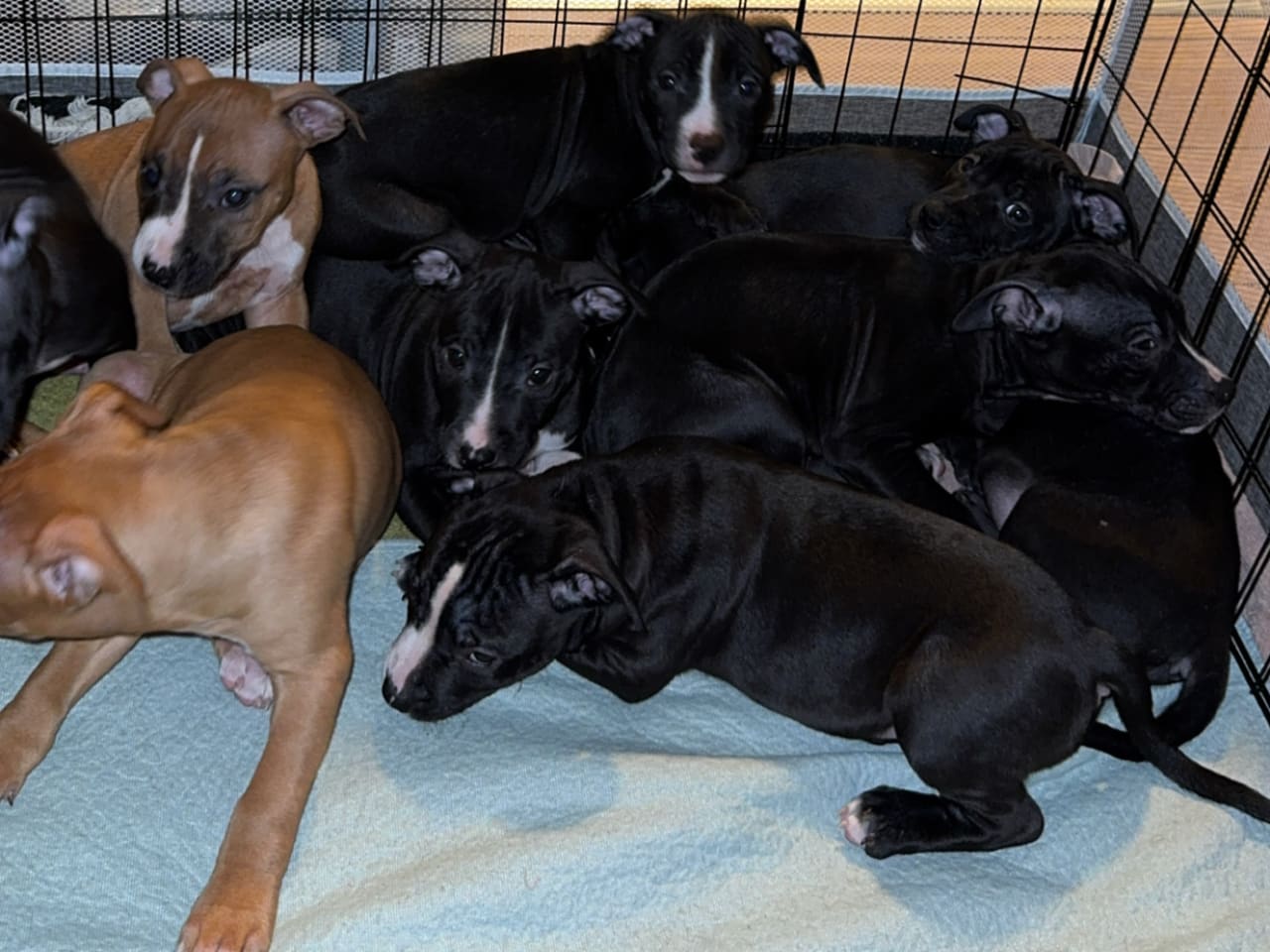 Amstaff bully pitbull · 2025-11-03 · Åtvidaberg · Kajsa W.