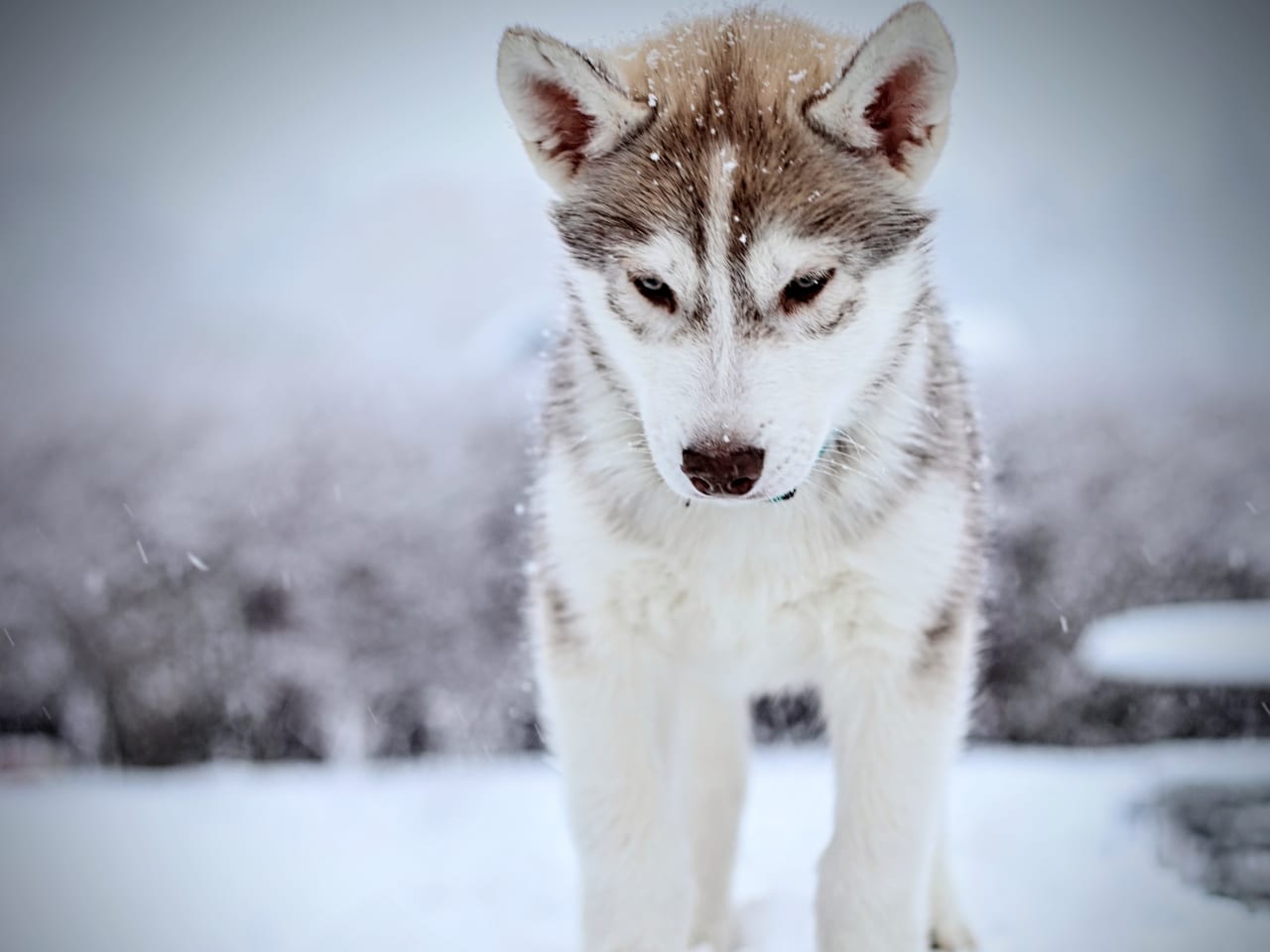 Siberian husky