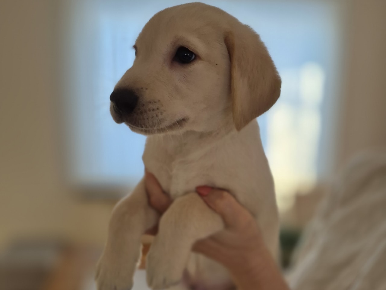 Labrador retriever · 2025-11-17 · Källby · Mihály C.