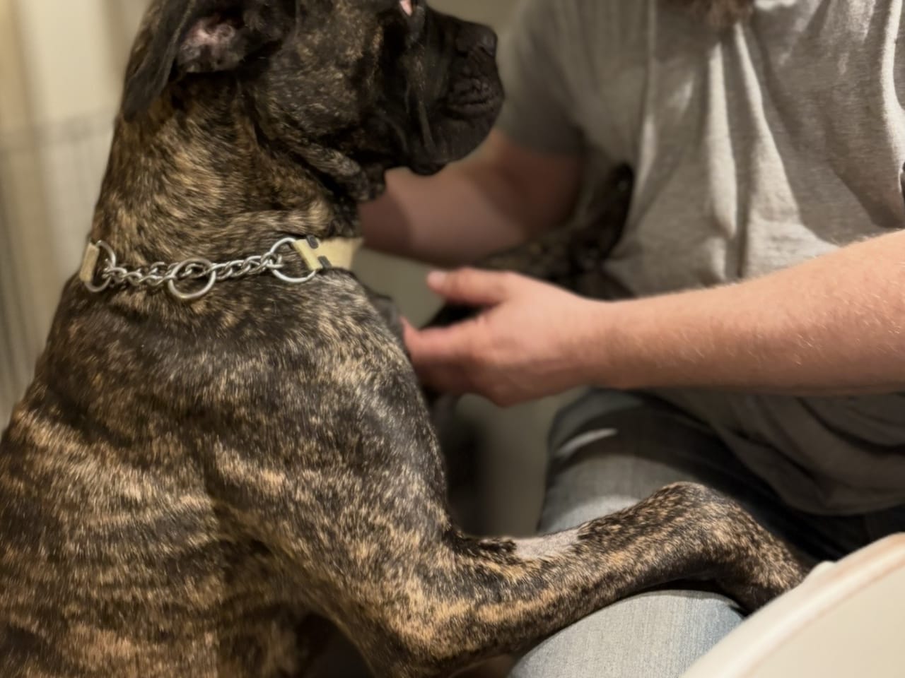 Cane corso · 2023-10-15 · Tidaholm · Guardians of Luck