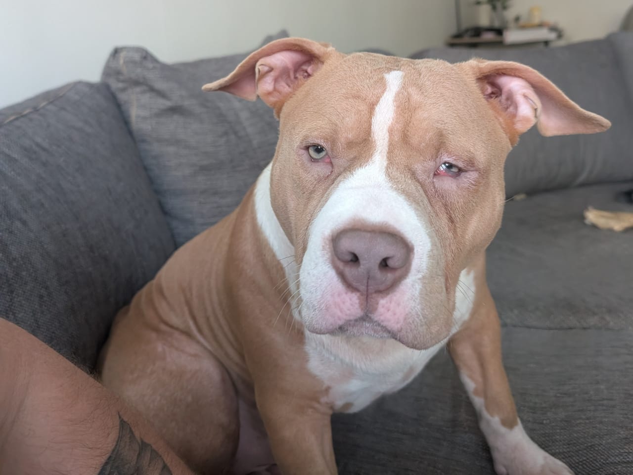 American bully · 2025-06-09 · Norrköping · Jonathan B.