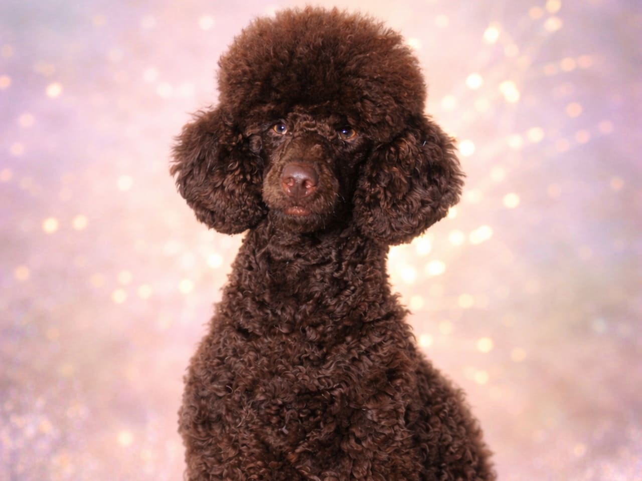 Lolliedoodle · 2026-05-01 · Gårdsjö · Devzdoodle