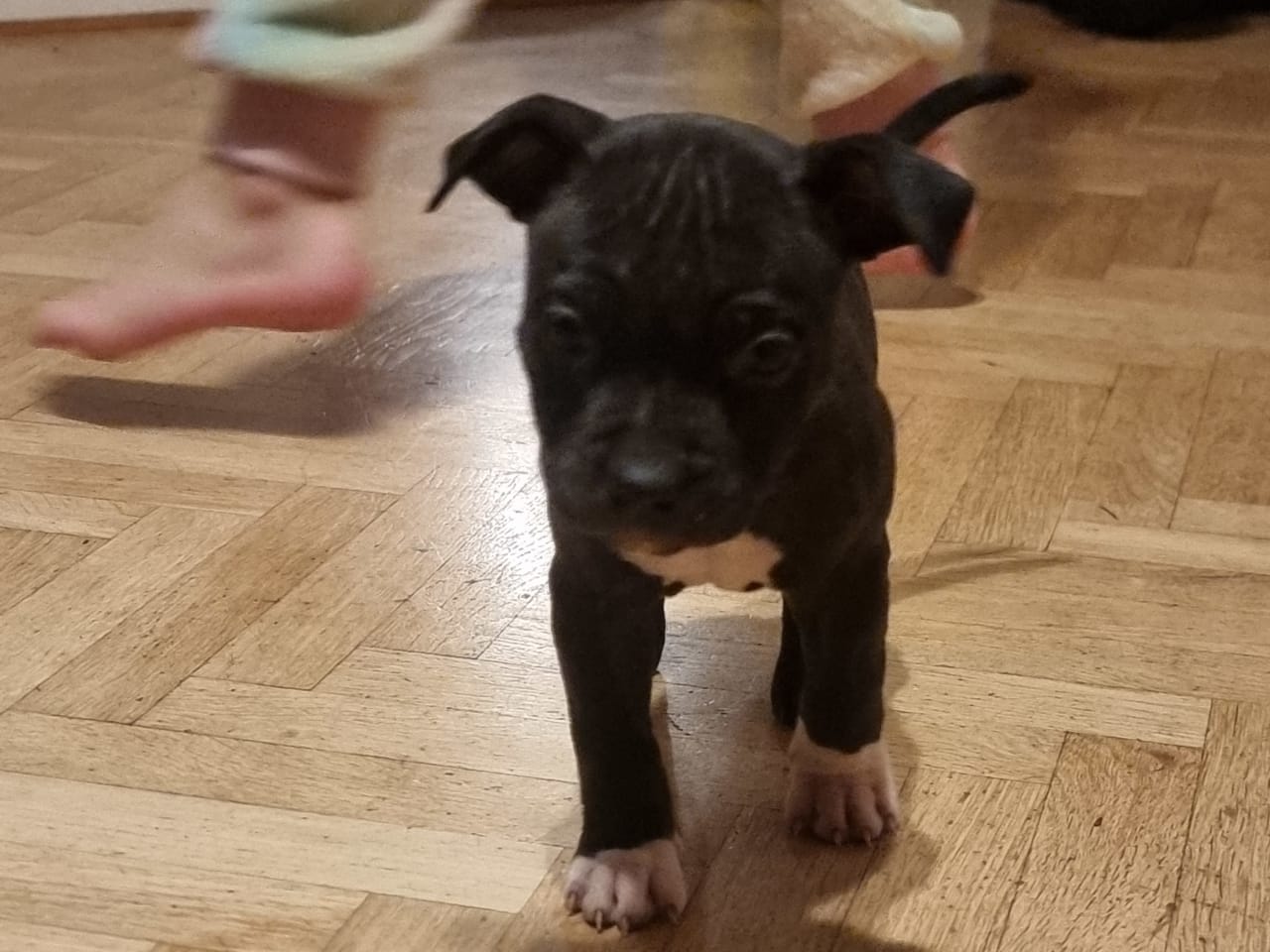 Amstaff bully · 2025-11-24 · Torup · Tina B.