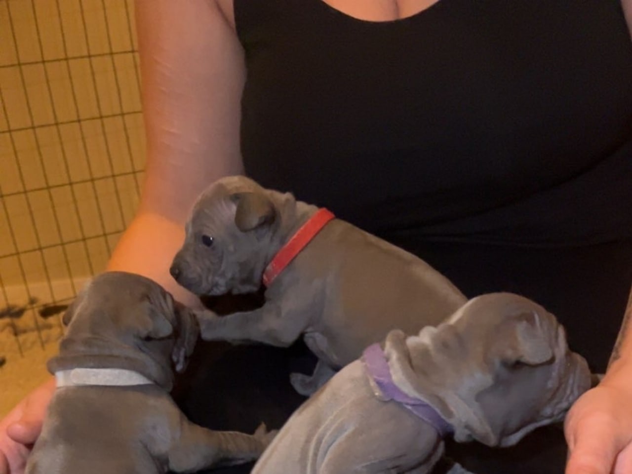 Thai ridgeback dog · 2025-12-20 · Bara · Jonas W.