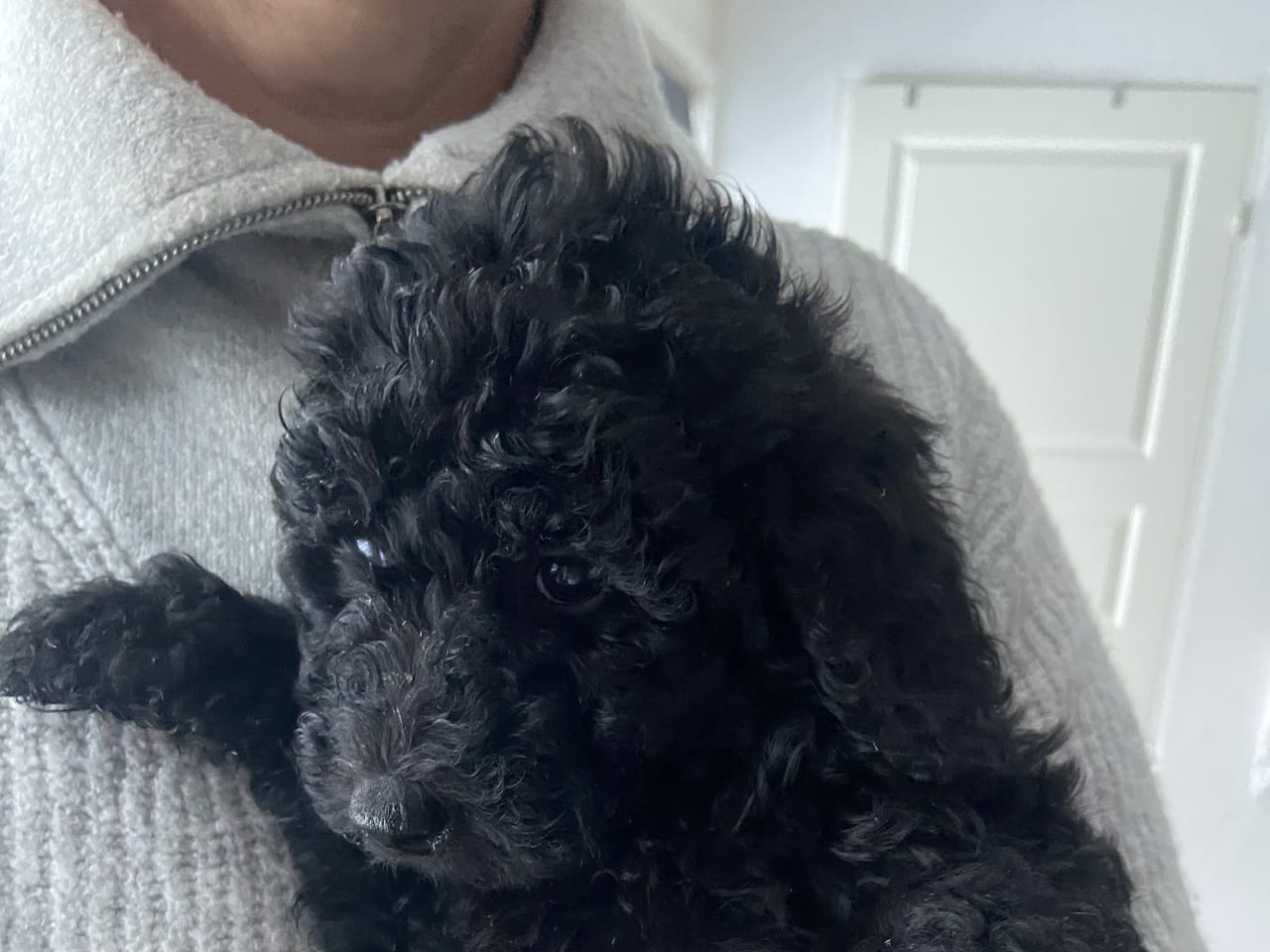 Labradoodle · 2025-11-08 · Sölvesborg · Asta O.