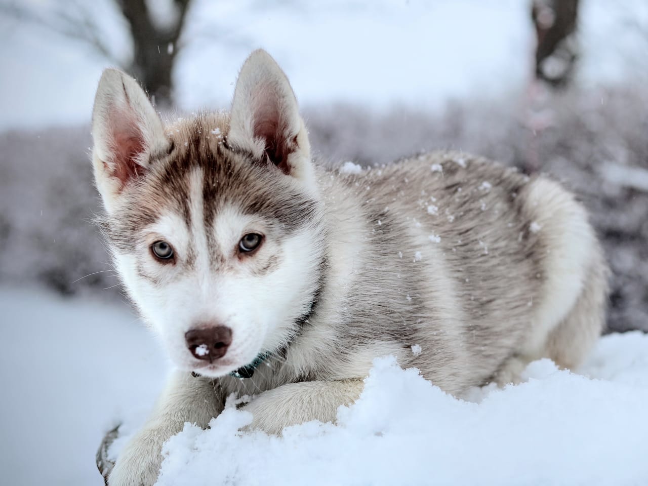 Siberian husky