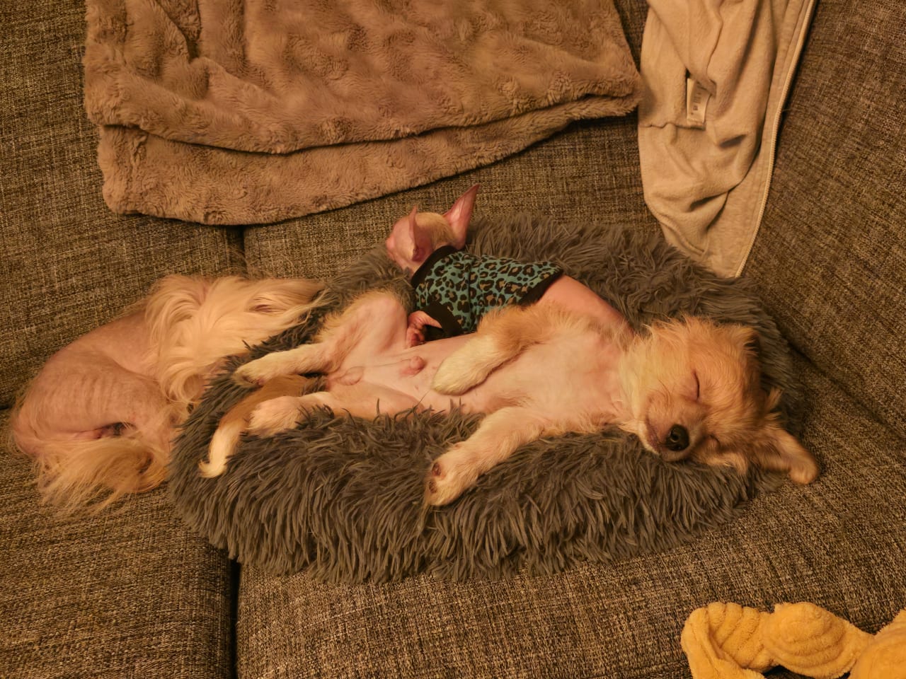 Blandras · 2025-10-15 · åstorp · Sarah H.