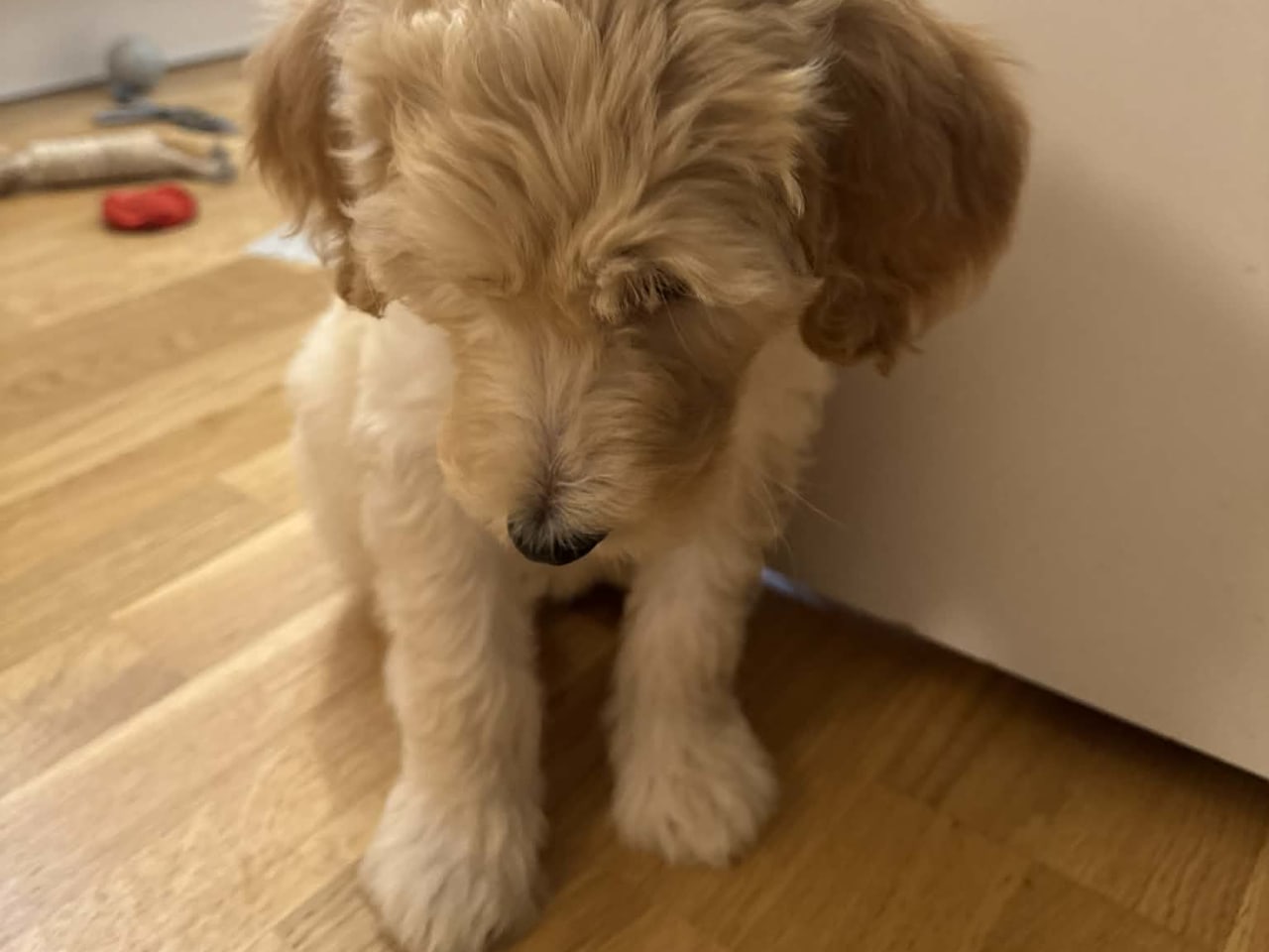 Labradoodle · 2025-11-08 · Sölvesborg · Asta O.