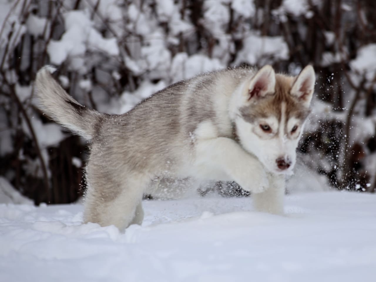 Siberian husky