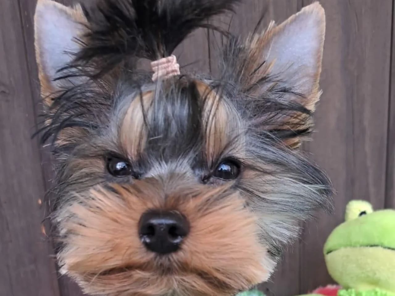 Yorkshireterrier
