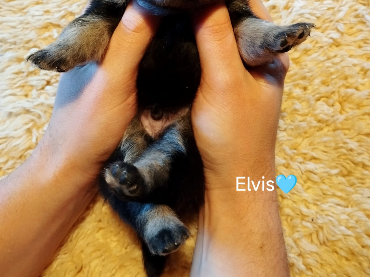 Rusthagens Elvis